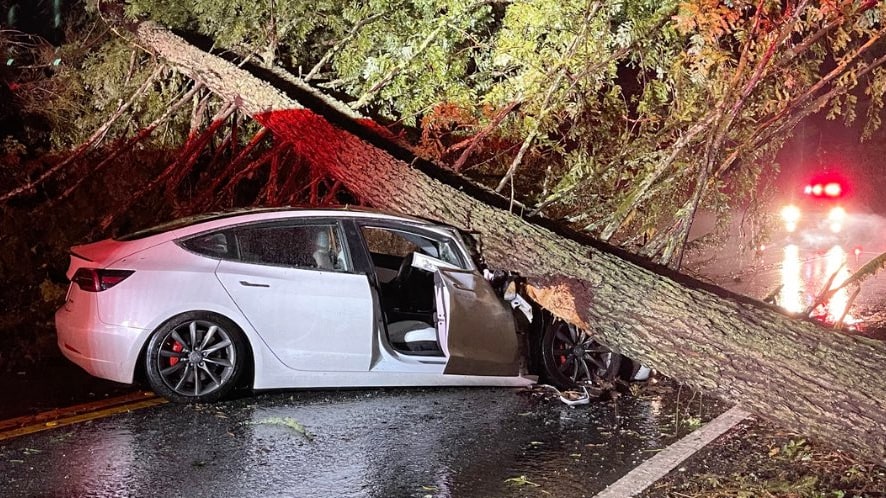 A tree falls on a Model 3's roof and hood