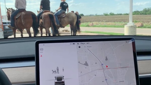 Tesla to show new animal visualizations