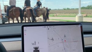 Tesla to show new animal visualizations